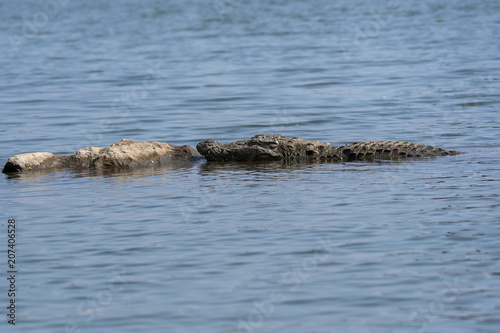 A crocodile sun bathing on the banks of cauvery river during a boat safari