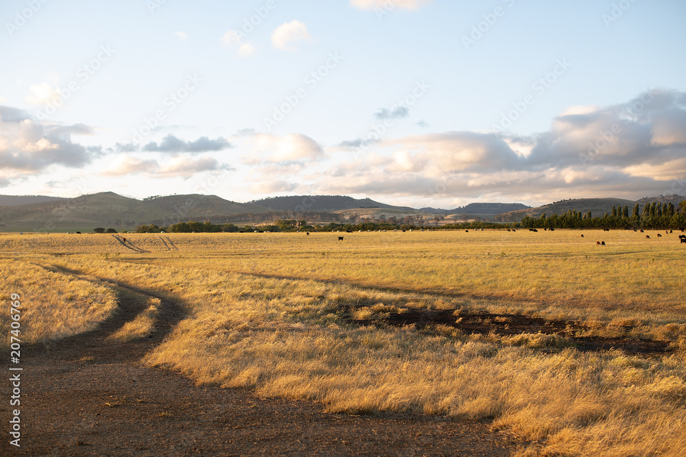 Dirt track through a farm paddock