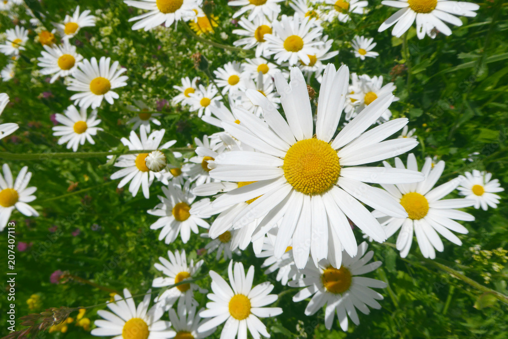 Fototapeta premium Leucanthemum vulgare
