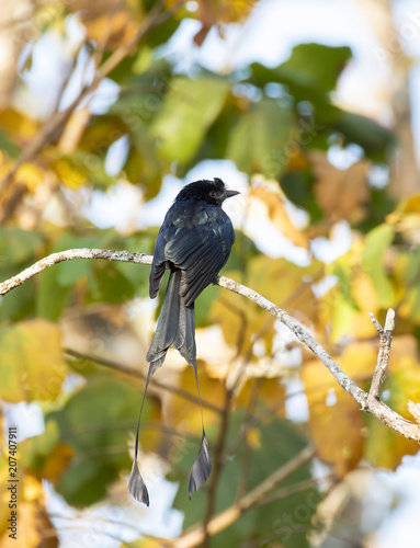 A rocket tailed drango perched on a twig inside bandhavgarh national park photo