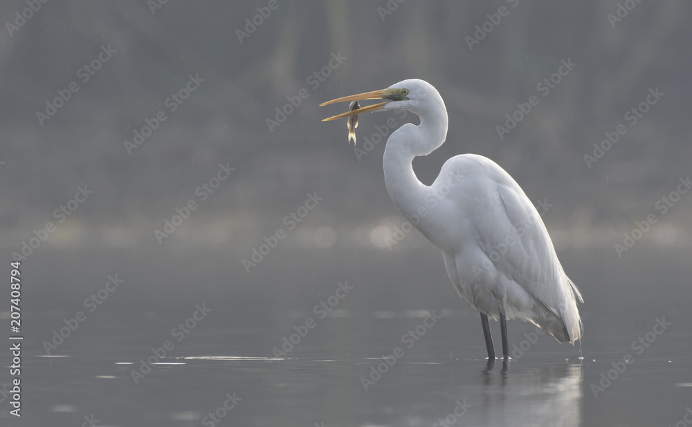 Naklejka premium The Great Egret with fish