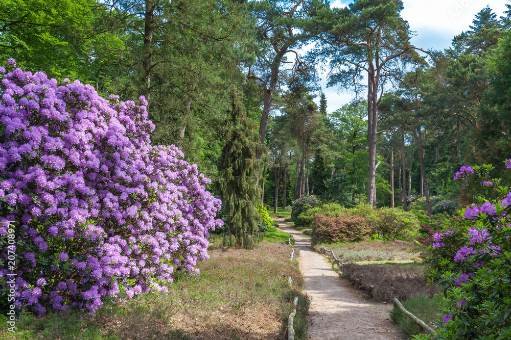 Rhododendron garden flower in lovely lightening. Utrecht Province, Driebergen Netherlands