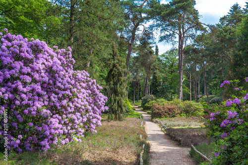 Obraz na płótnie Rhododendron garden flower in lovely lightening. Utrecht Province, Driebergen Netherlands w salonie