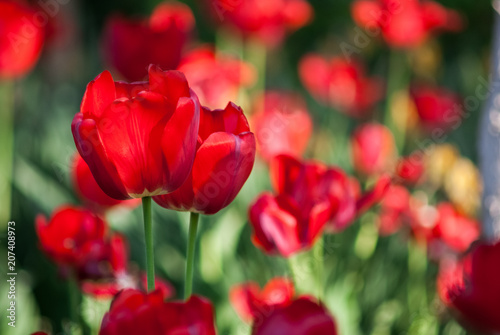 Beautiful bouquet of tulips nature background. © Олександр Болюх