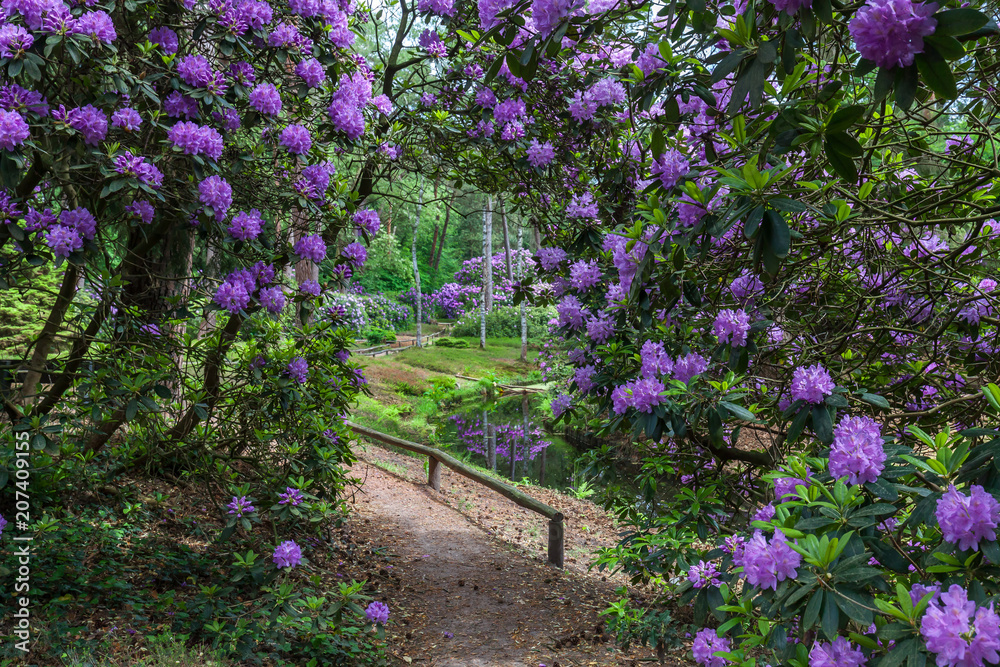 Fototapeta premium Kwiat ogrodowy rododendronów w pięknym rozjaśnieniu. Prowincja Utrecht, Driebergen Holandia