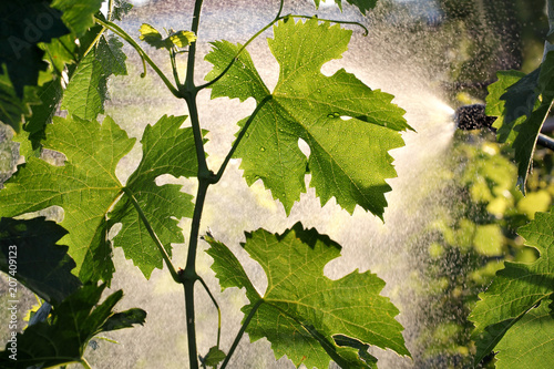 Spraying grape plants in vineyard in spring or early summer, plant protection or nutrition work in late afternoon