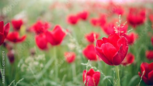 Red Tulps