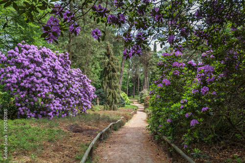 Beauty Rhododendron  park photo