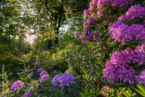 Beauty Rhododendron  park photo