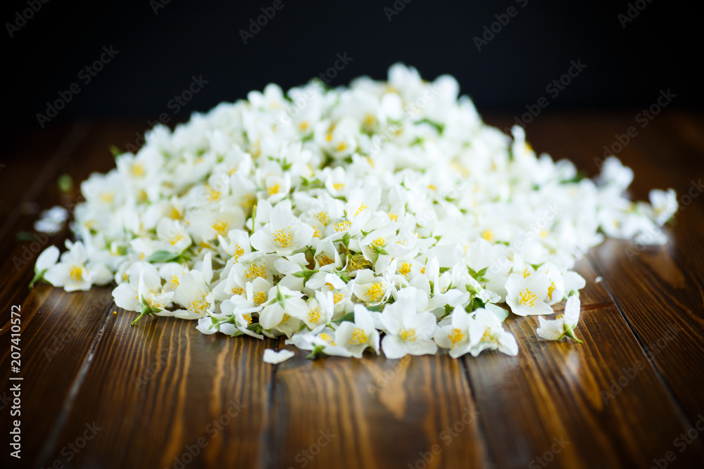 Fototapeta premium torn blossoming jasmine flowers