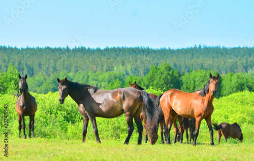 A group of horses stands on a green summer meadow with a beautiful landscape © Dmytro