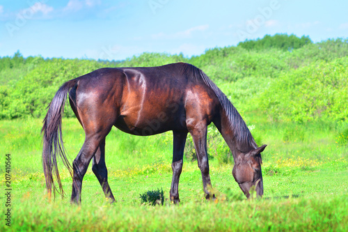 Beautiful horse on a green meadow