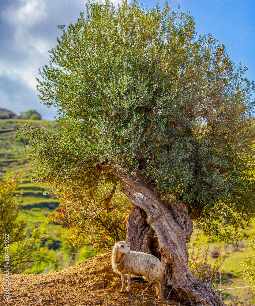 Sicilian Geep under an Olive Tree - Goat and Sheep Mix Stock Photo ...
