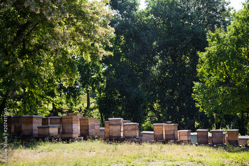 Apiary farm - bees hives in shadow of trees in summer time Apiary farm - bees hives in shadow of trees in summer time