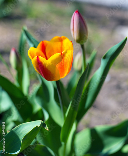 Beautiful fresh red-yellow tulip