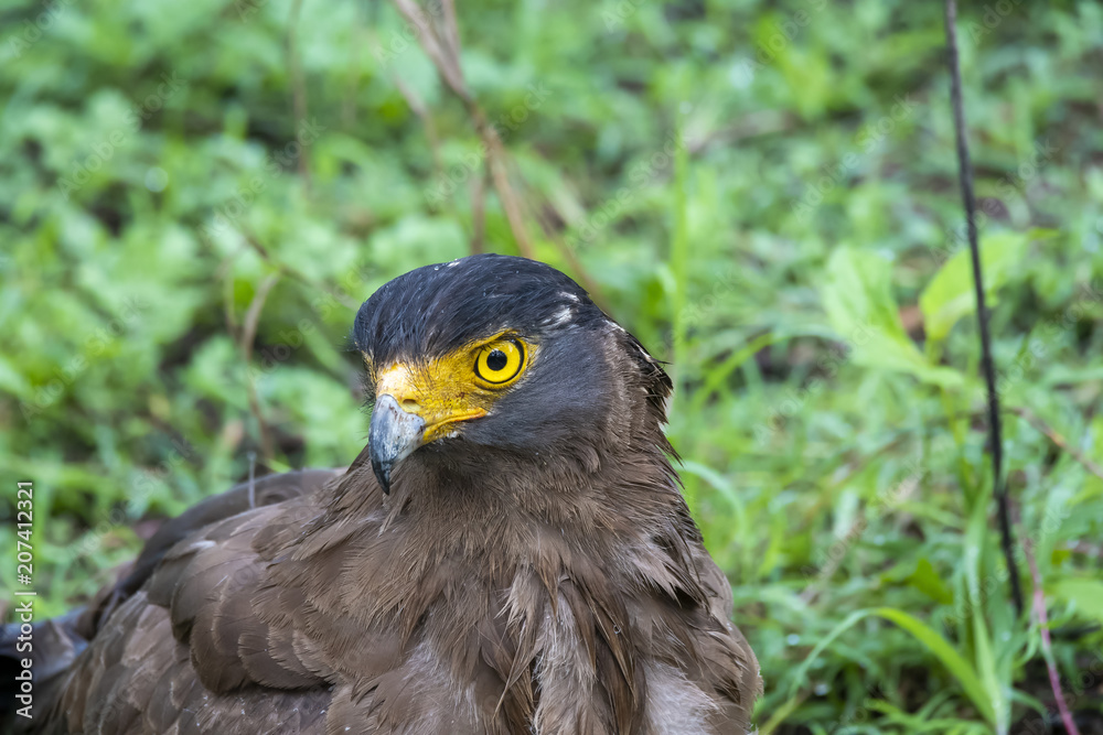 Fototapeta premium A Crested serpent eagle perched on ground inside Nagarhole Tiger reserve during a wildlife safari