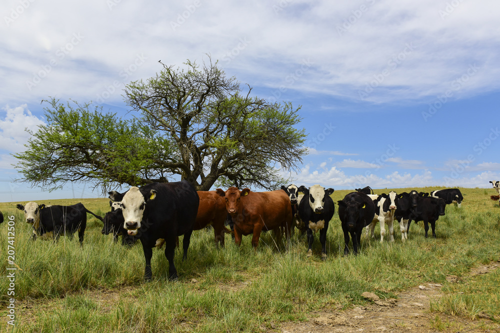 Steers fed on pasture, La Pampa, Argentina Steers fed on pasture, La Pampa, Argentina