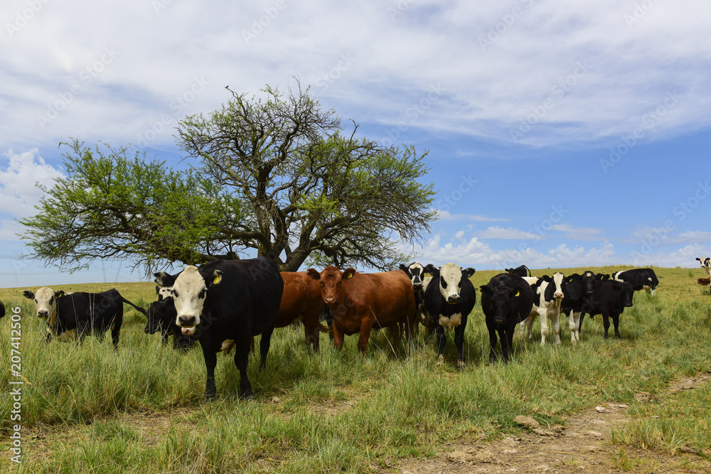 Steers fed on pasture, La Pampa, Argentina