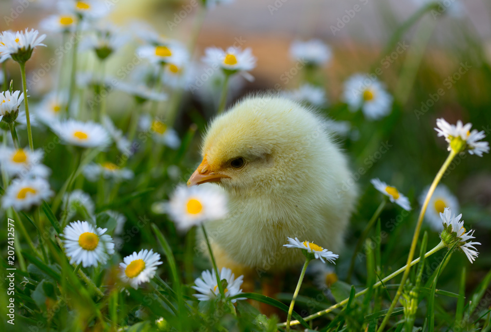 chicken chicken