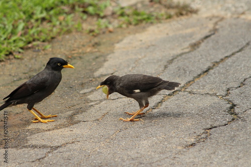 Mynas qui mangent photo