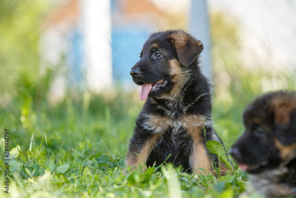 Puppies of german shepherd having fun on green lawn Puppies of german shepherd having fun on green lawn