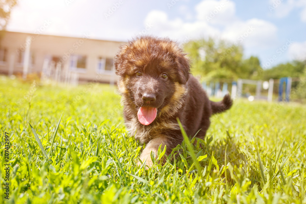 Agile puppy of german shepherd playing on green lawn.