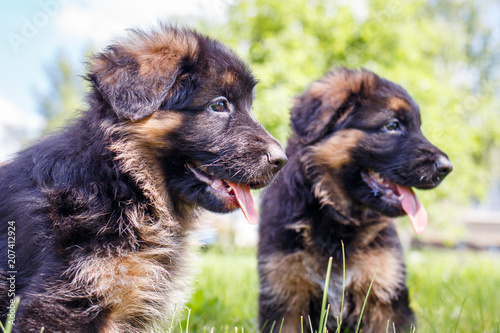 Two puppies of german shepherd having fun on green lawn in sunny day