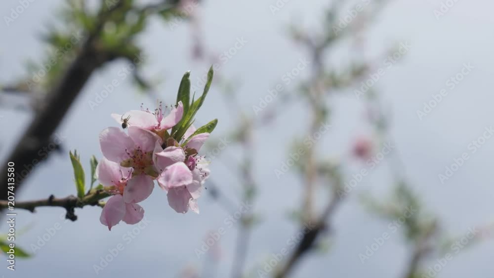Blossoming peach tree in the spring  video