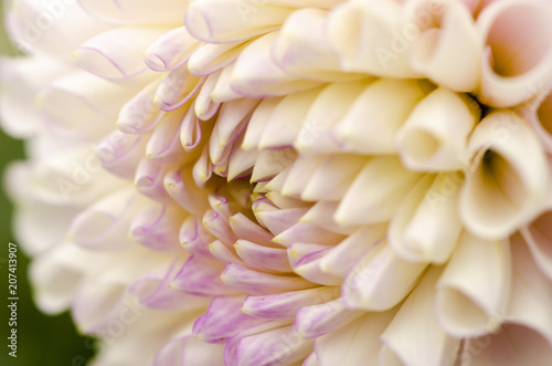 Closeup of flowers in the garden © Chaithanya