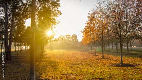 Morning glow of the sun shining through the mist