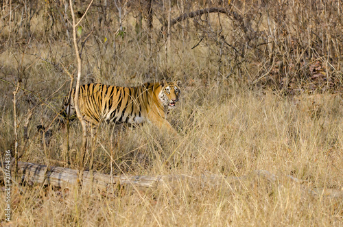 A female tigress walking inside the forest of Bandhavgarh Tiger reserve during a wildlife safari