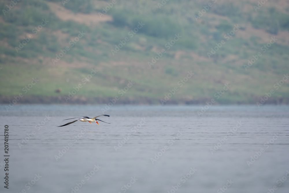 An indian skimmer flying over chambal river for drinking water