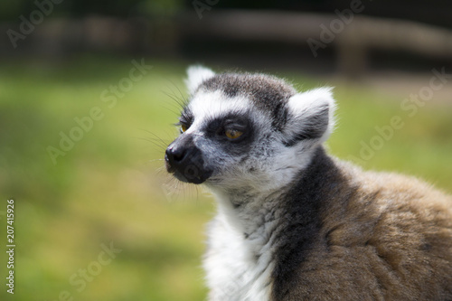 Lemur Outdoor Shoot
