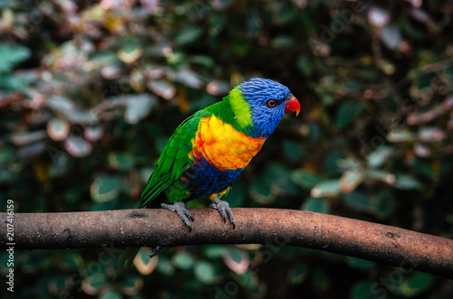 Colorful parrot Lori or Loriinae with blue head sits on branch of tree in forest close up