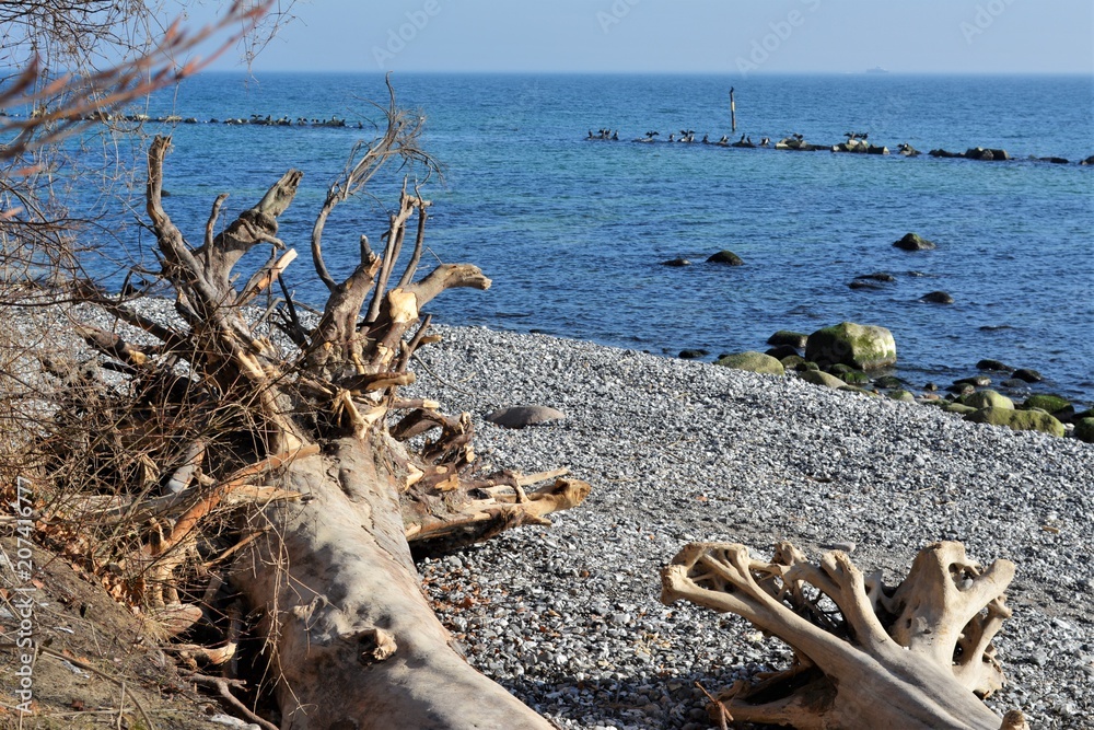 Entwurzelte Bäume am Ostseestrand