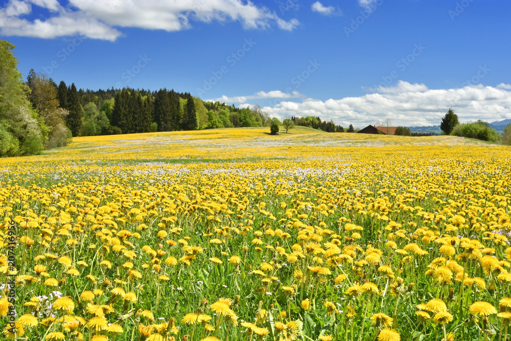 Spring field with yellow flowers