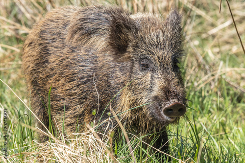 Wallpaper Mural wildschwein Torontodigital.ca