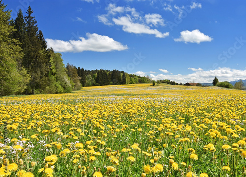 Spring meadow with yellow flowers