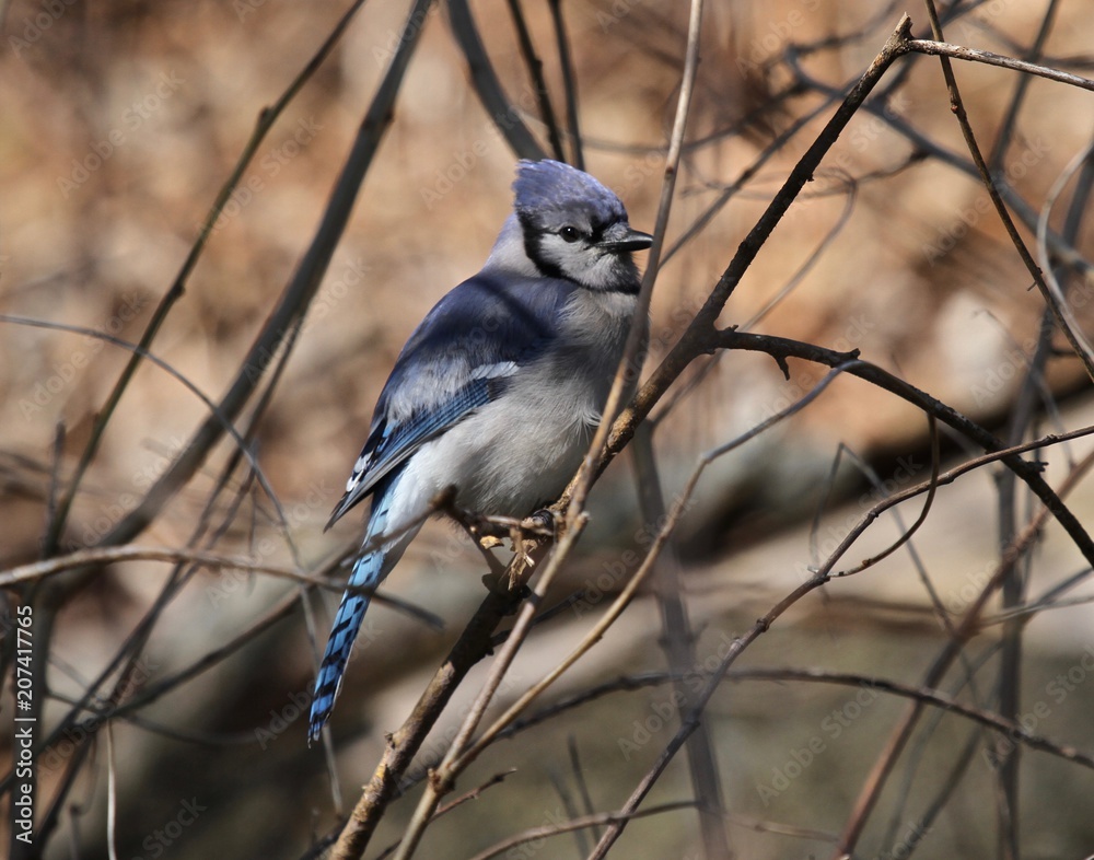 Dead Branch Blue Jay Dead Branch Blue Jay