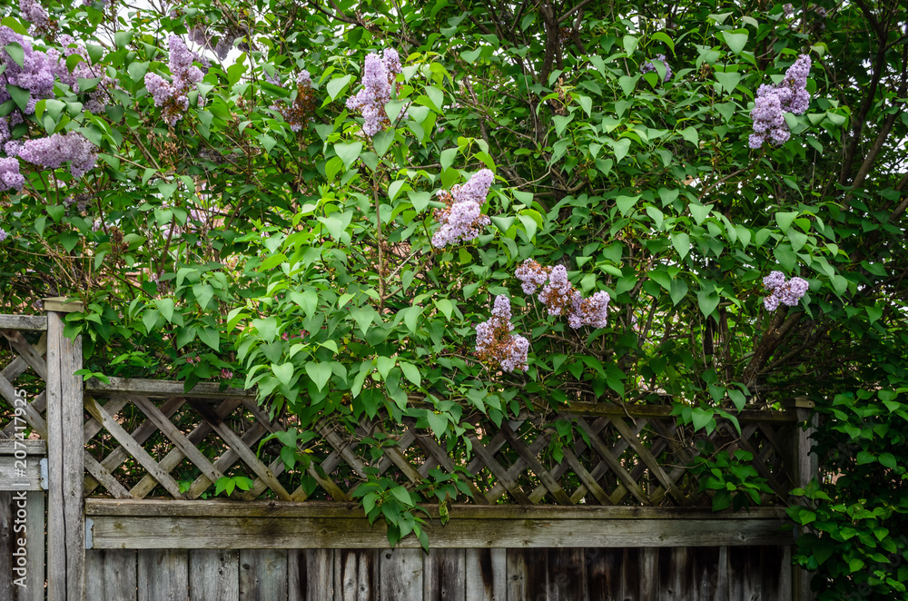 Blooming purple lilac bushes and a wooden backyard fence Blooming purple lilac bushes and a wooden backyard fence