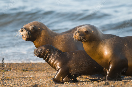 Mother and baby sea lion, Patagonia