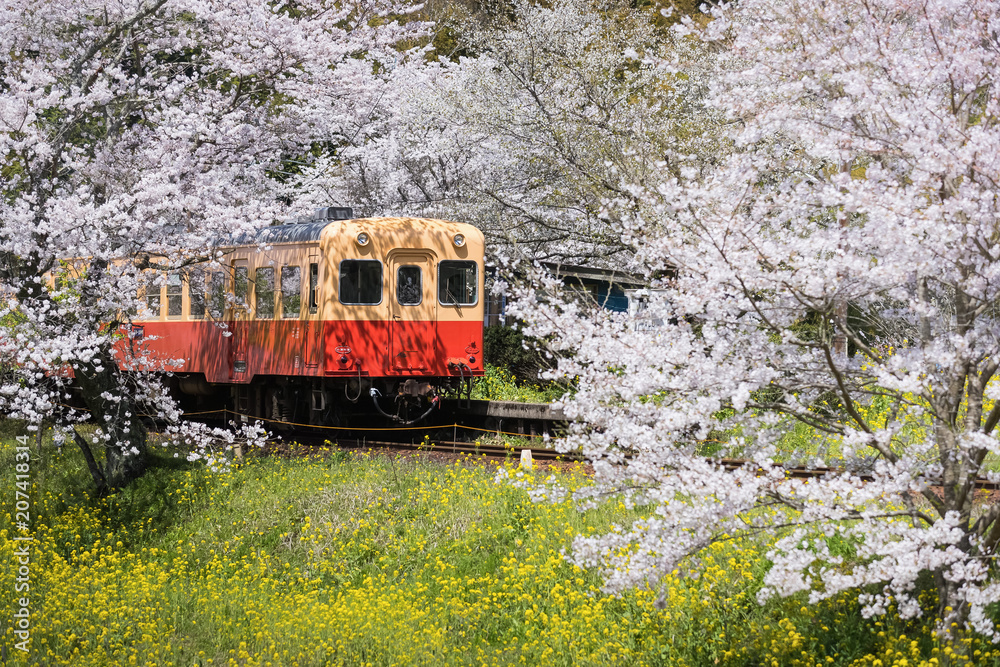 Fototapeta premium Kominato Tetsudo Train and Sakura cherry blossom in spring season. The Kominato Line is a railway line in Chiba Prefecture, Japan