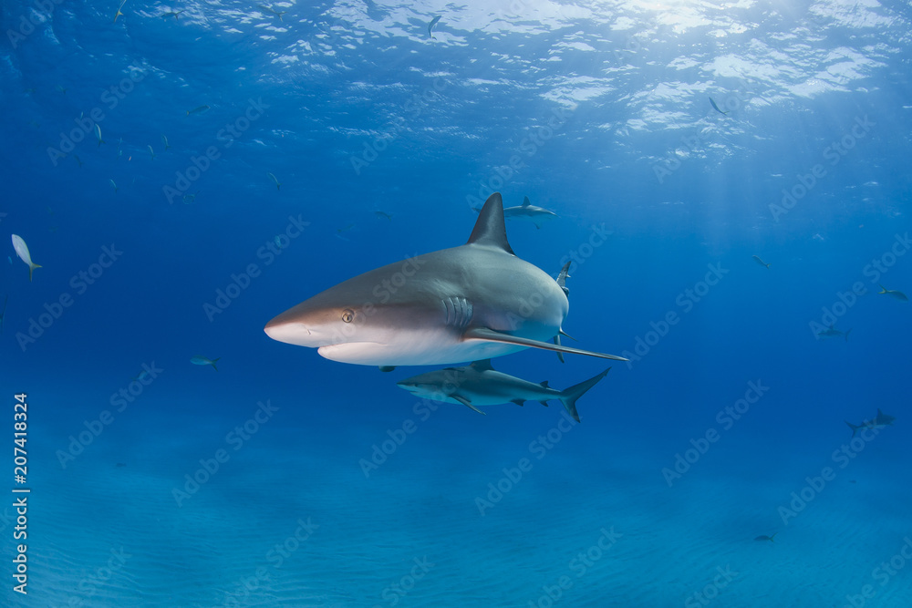 Caribbean Reef Shark with other sharks in blue water and sun in the background