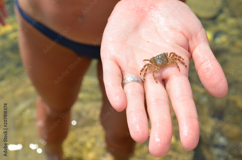 small crab