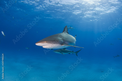 Caribbean Reef Shark with other sharks in blue water and sun in the background