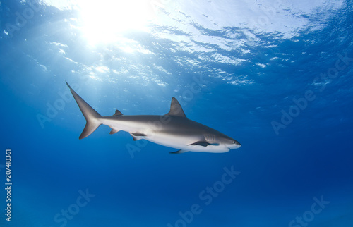 Caribbean Reef Shark from the side in clear blue water with the sun in the background