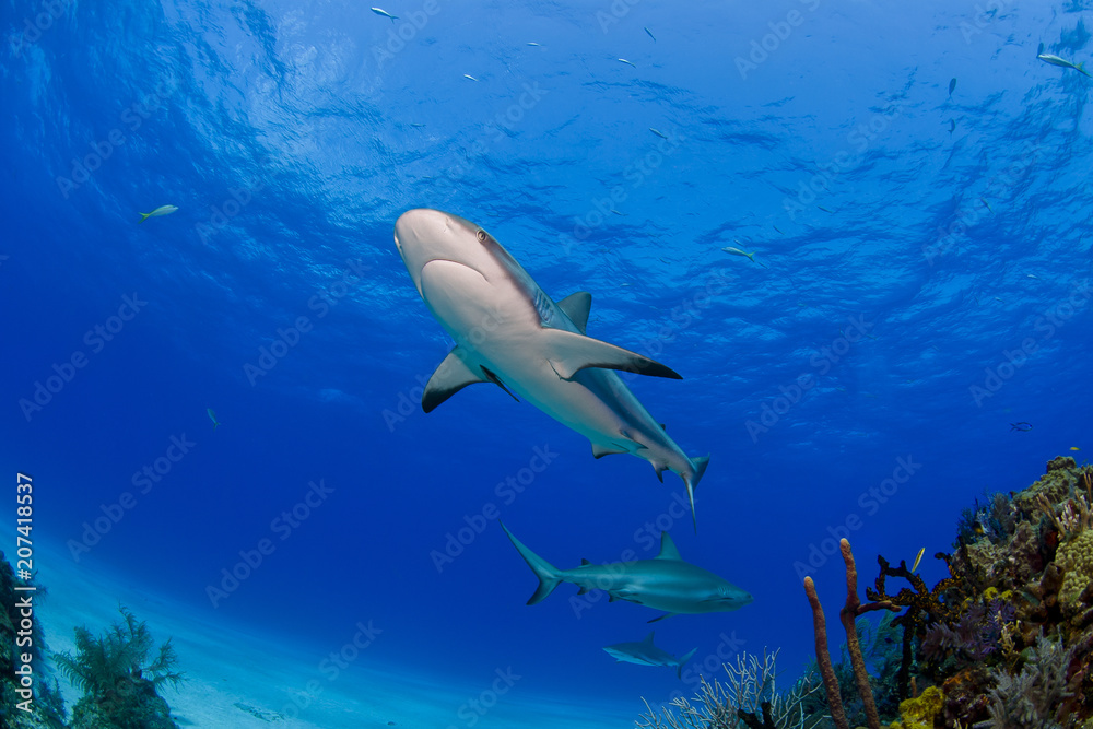 Fototapeta premium Caribbean Reef Shark bottom view above colorful coral reef in blue water