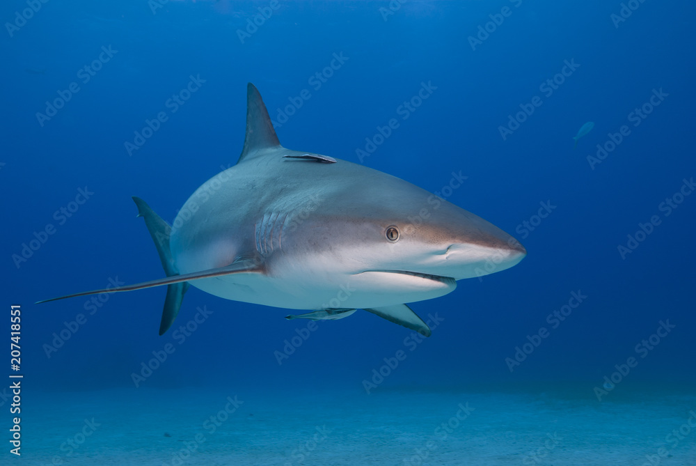 Caribbean Reef Shark with open mouth from the front in blue water