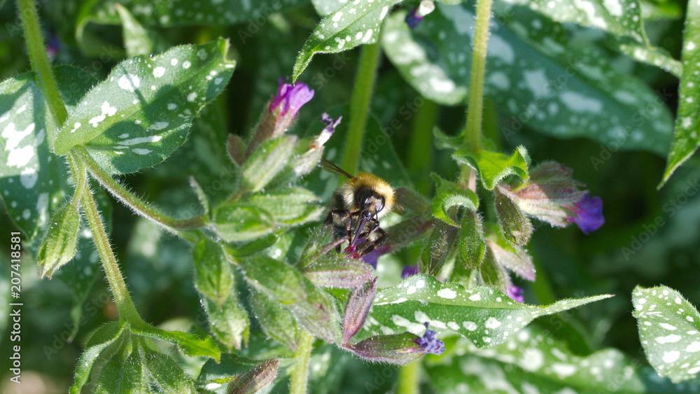 Fototapeta premium A bee on blossoms