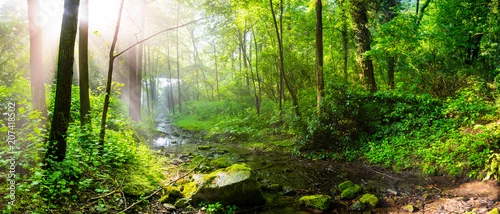 Obraz wschód słońca w lesie z jasnymi promieniami słońca